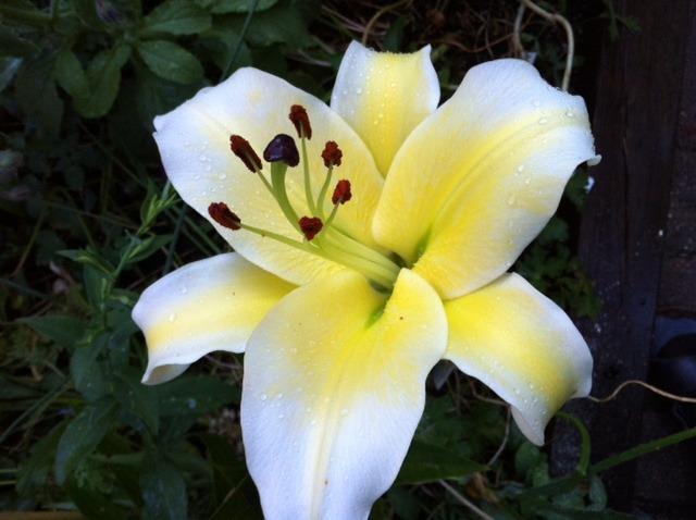 Photo of Lily (Lilium 'Conca d'Or') uploaded by Ispahan