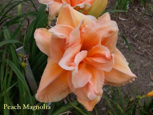 Photo of Daylily (Hemerocallis 'Peach Magnolia') uploaded by Joy