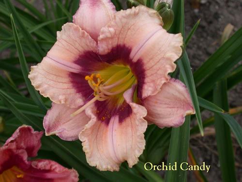Photo of Daylily (Hemerocallis 'Orchid Candy') uploaded by Joy