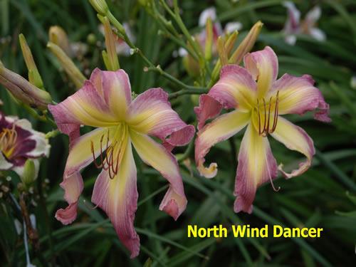 Photo of Daylily (Hemerocallis 'North Wind Dancer') uploaded by Joy