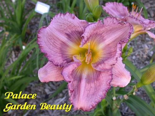 Photo of Daylily (Hemerocallis 'Palace Garden Beauty') uploaded by Joy