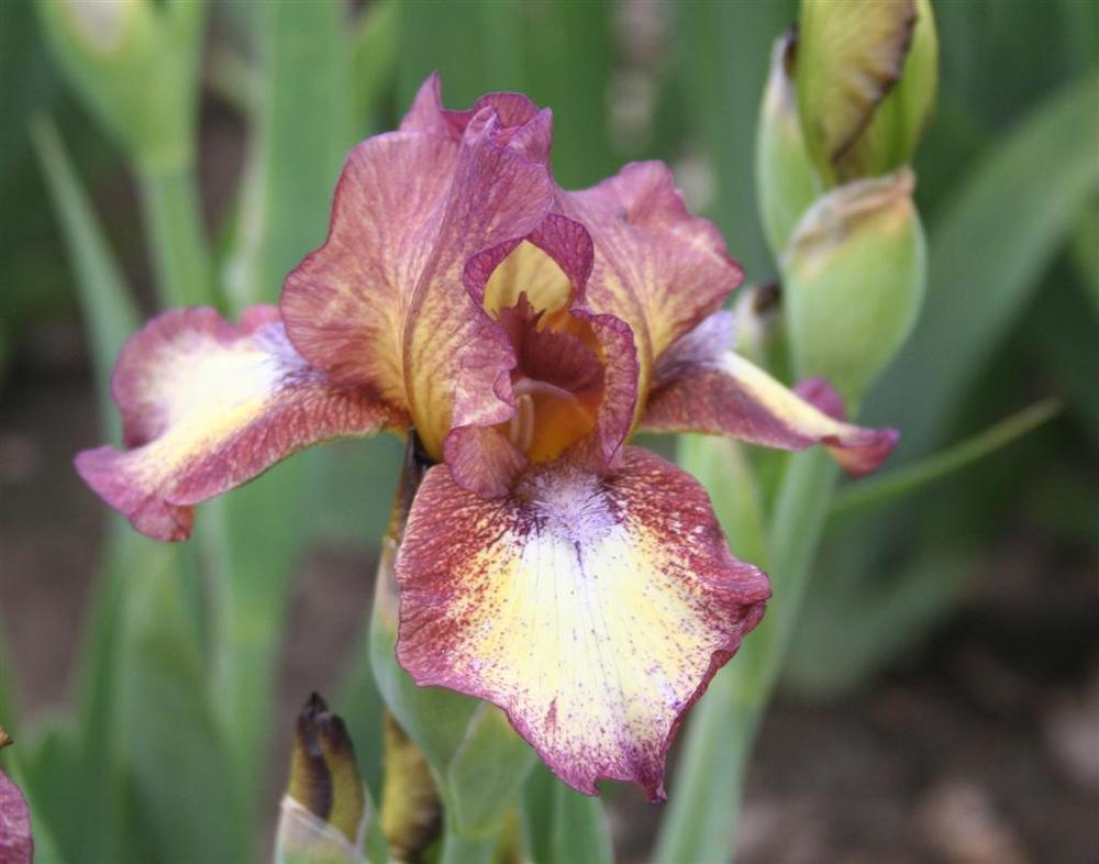 Photo of Intermediate Bearded Iris (Iris 'Hot Fudge') uploaded by KentPfeiffer