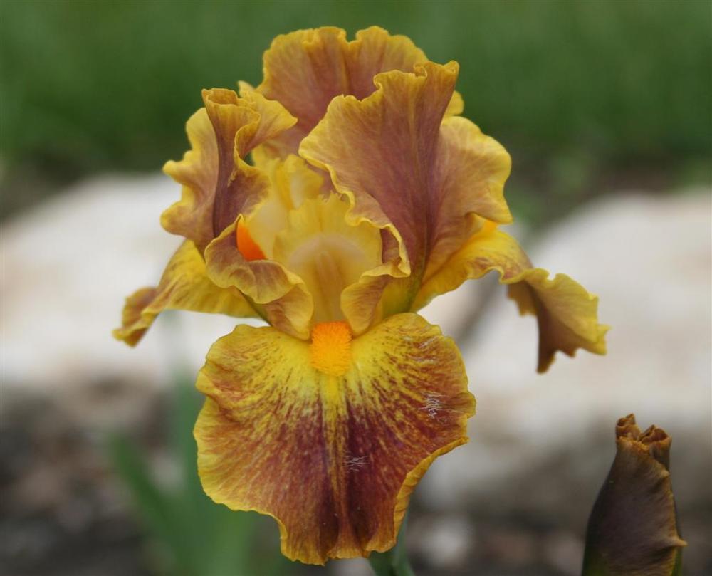 Photo of Intermediate Bearded Iris (Iris 'Hot Topic') uploaded by KentPfeiffer