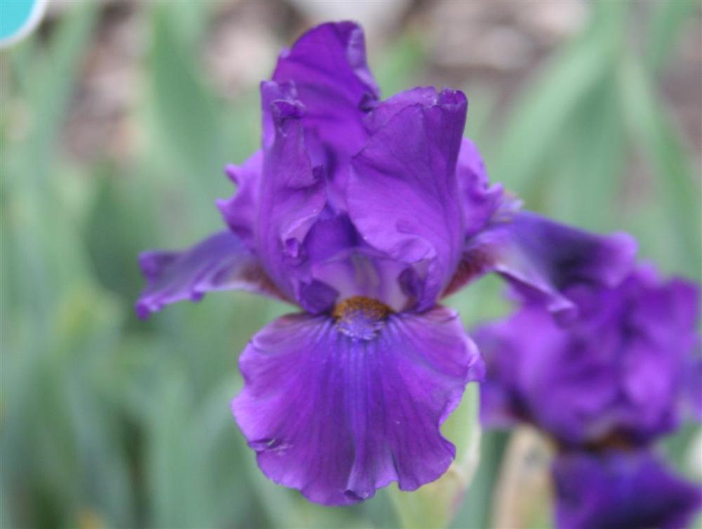 Photo of Intermediate Bearded Iris (Iris 'Dark Waters') uploaded by KentPfeiffer