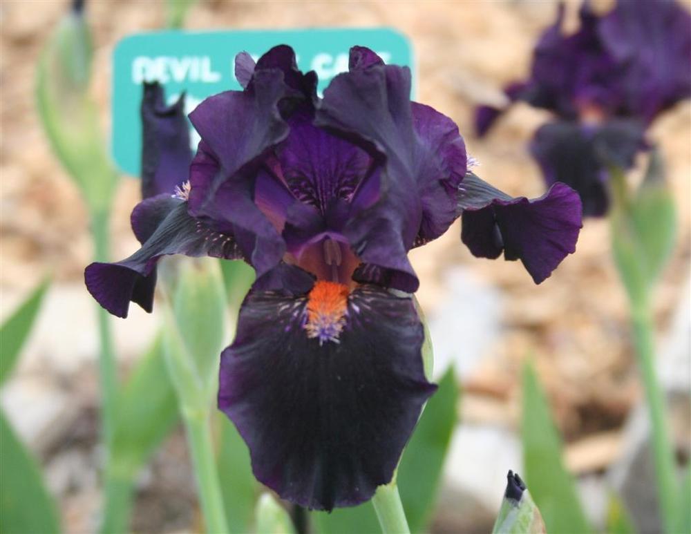 Photo of Intermediate Bearded Iris (Iris 'Devil May Care') uploaded by KentPfeiffer