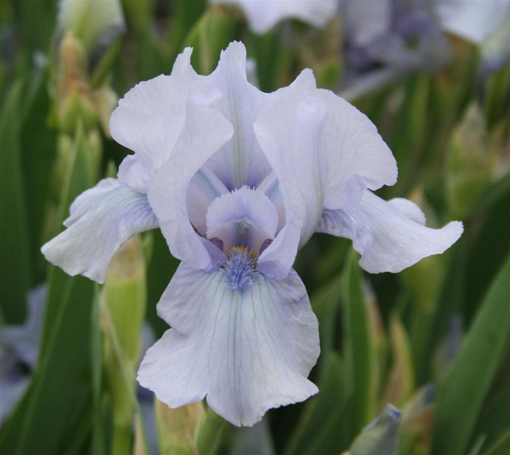 Photo of Intermediate Bearded Iris (Iris 'Az Ap') uploaded by KentPfeiffer