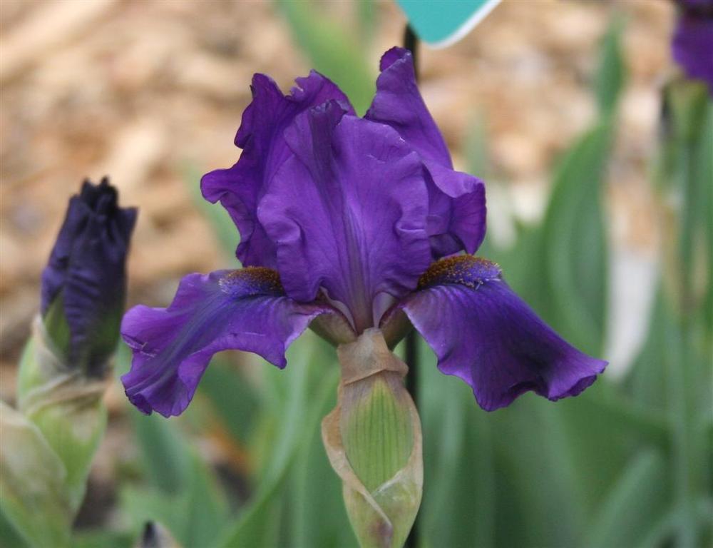 Photo of Intermediate Bearded Iris (Iris 'Dark Waters') uploaded by KentPfeiffer
