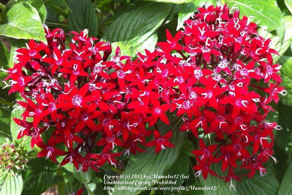 Photo of Star Flower (Pentas lanceolata) uploaded by MamaIve12
