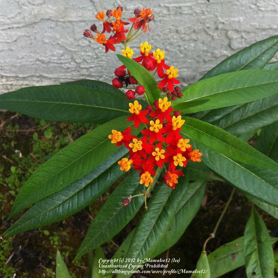 Photo of Tropical Milkweed (Asclepias curassavica) uploaded by MamaIve12