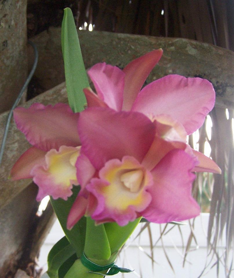 Photo of Orchid (Cattleya) uploaded by MamaIve12