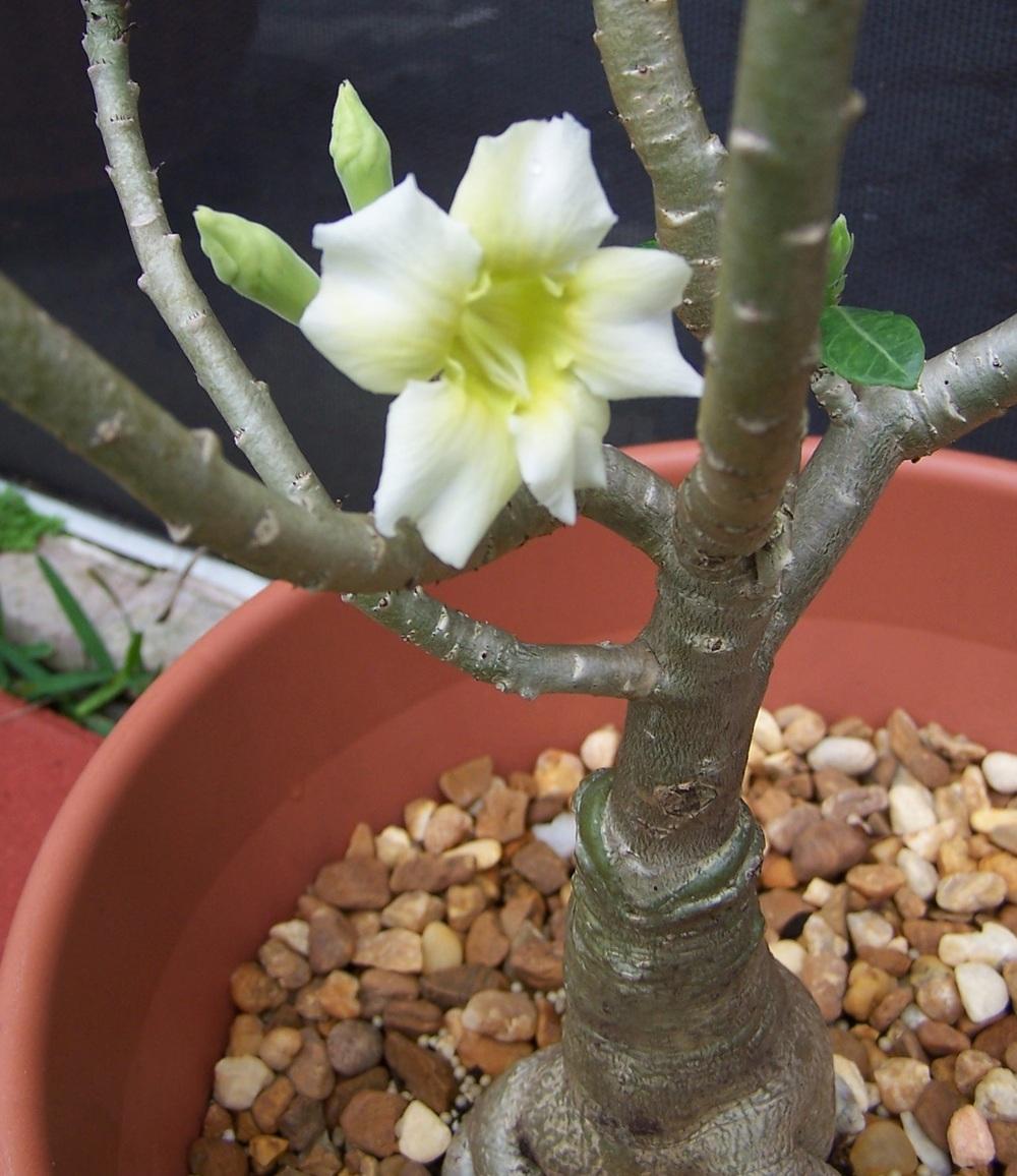 Photo of Adeniums (Adenium) uploaded by MamaIve12