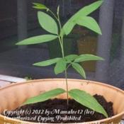 Young 'gandul' (pigeon pea) plant