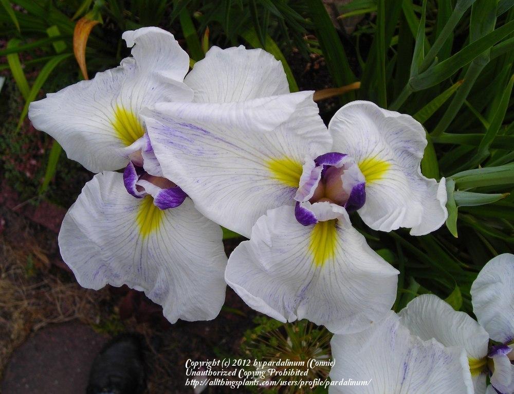 Photo of Japanese Iris (Iris ensata 'Chiyo-no-Haru') uploaded by pardalinum