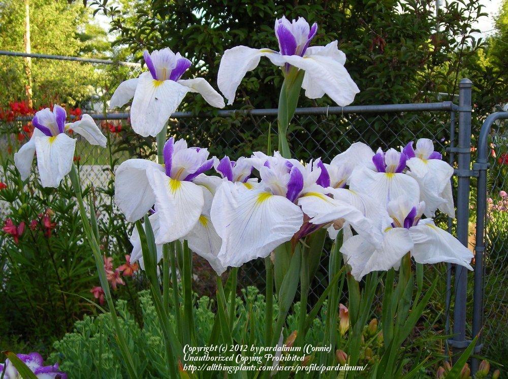 Photo of Japanese Iris (Iris ensata 'Chiyo-no-Haru') uploaded by pardalinum