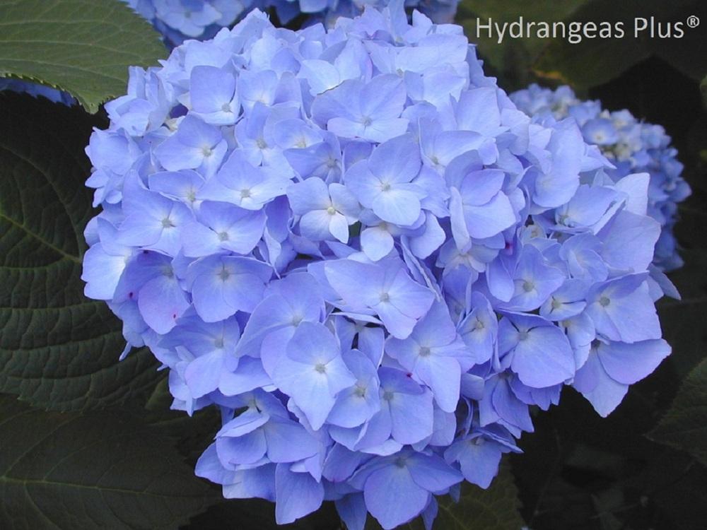 Photo of Bigleaf Hydrangea (Hydrangea macrophylla 'Nikko Blue') uploaded by vic