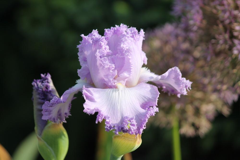 Photo of Tall Bearded Iris (Iris 'Super Model') uploaded by ARUBA1334