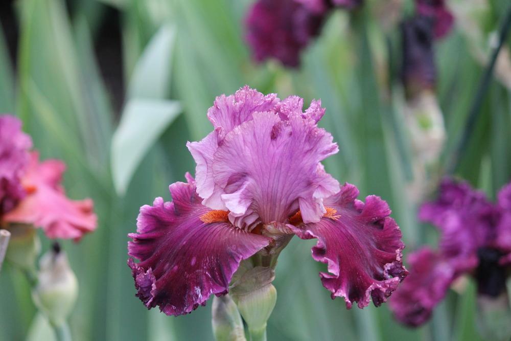 Photo of Tall Bearded Iris (Iris 'Rarer than Rubies') uploaded by ARUBA1334