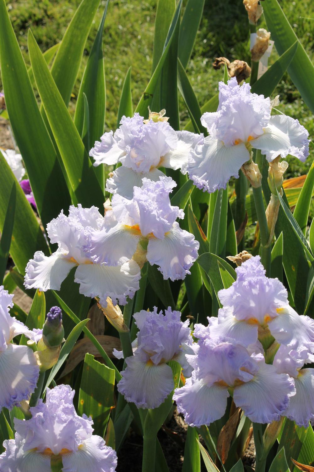 Photo of Tall Bearded Iris (Iris 'Fancy Stuff') uploaded by ARUBA1334