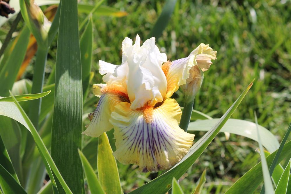 Photo of Tall Bearded Iris (Iris 'Exposé') uploaded by ARUBA1334