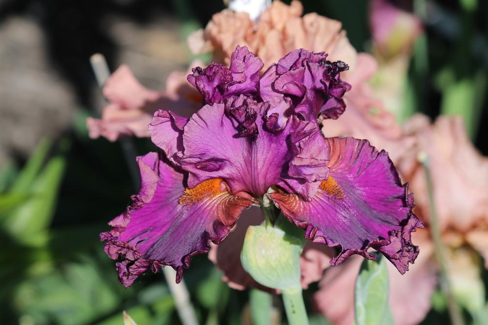 Photo of Tall Bearded Iris (Iris 'Mambo Italiano') uploaded by ARUBA1334