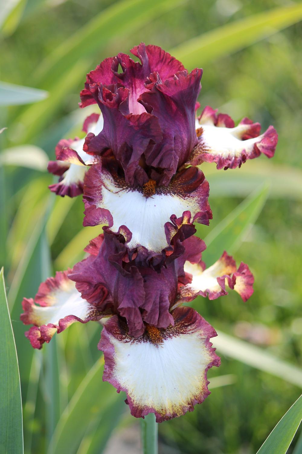 Photo of Tall Bearded Iris (Iris 'Class Ring') uploaded by ARUBA1334