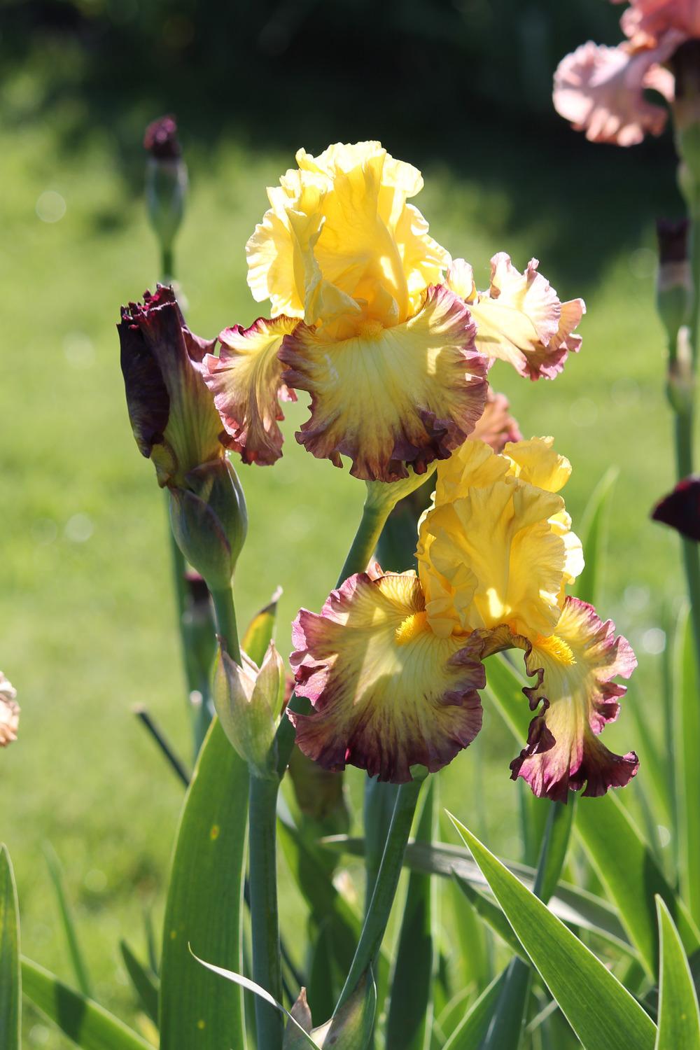 Photo of Tall Bearded Iris (Iris 'Summer Shadow') uploaded by ARUBA1334