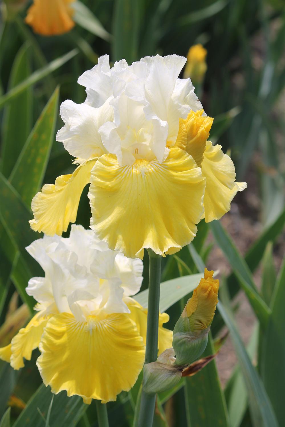 Photo of Tall Bearded Iris (Iris 'Lemon Cloud') uploaded by ARUBA1334