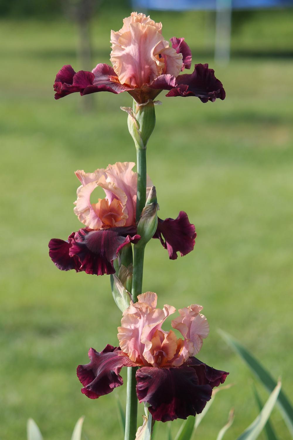 Photo of Tall Bearded Iris (Iris 'Oh Jamaica') uploaded by ARUBA1334