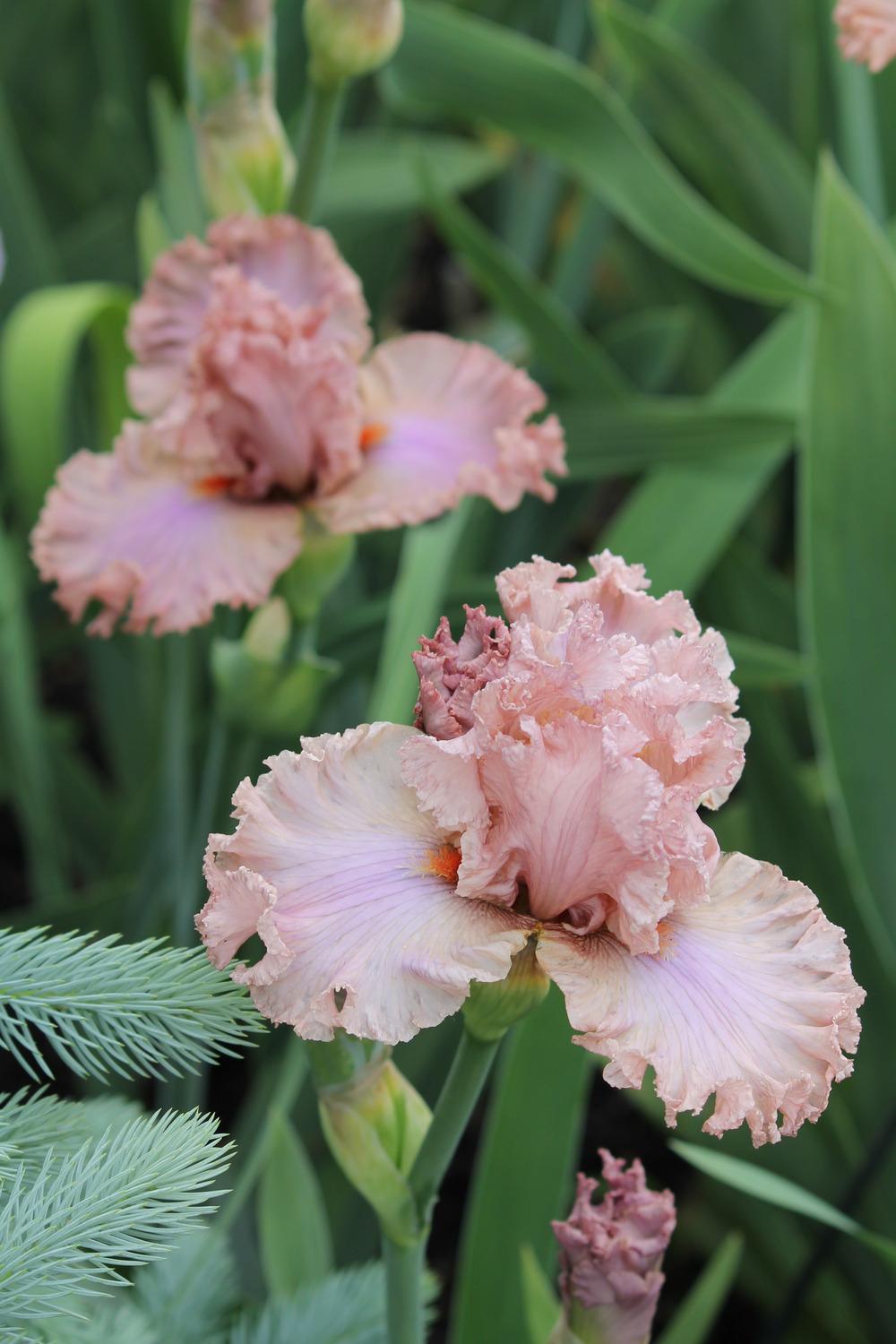 Photo of Tall Bearded Iris (Iris 'Sweetly Sung') uploaded by ARUBA1334