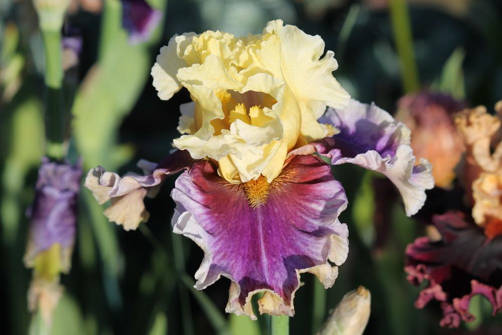 Photo of Tall Bearded Iris (Iris 'Carnival Capers') uploaded by ARUBA1334