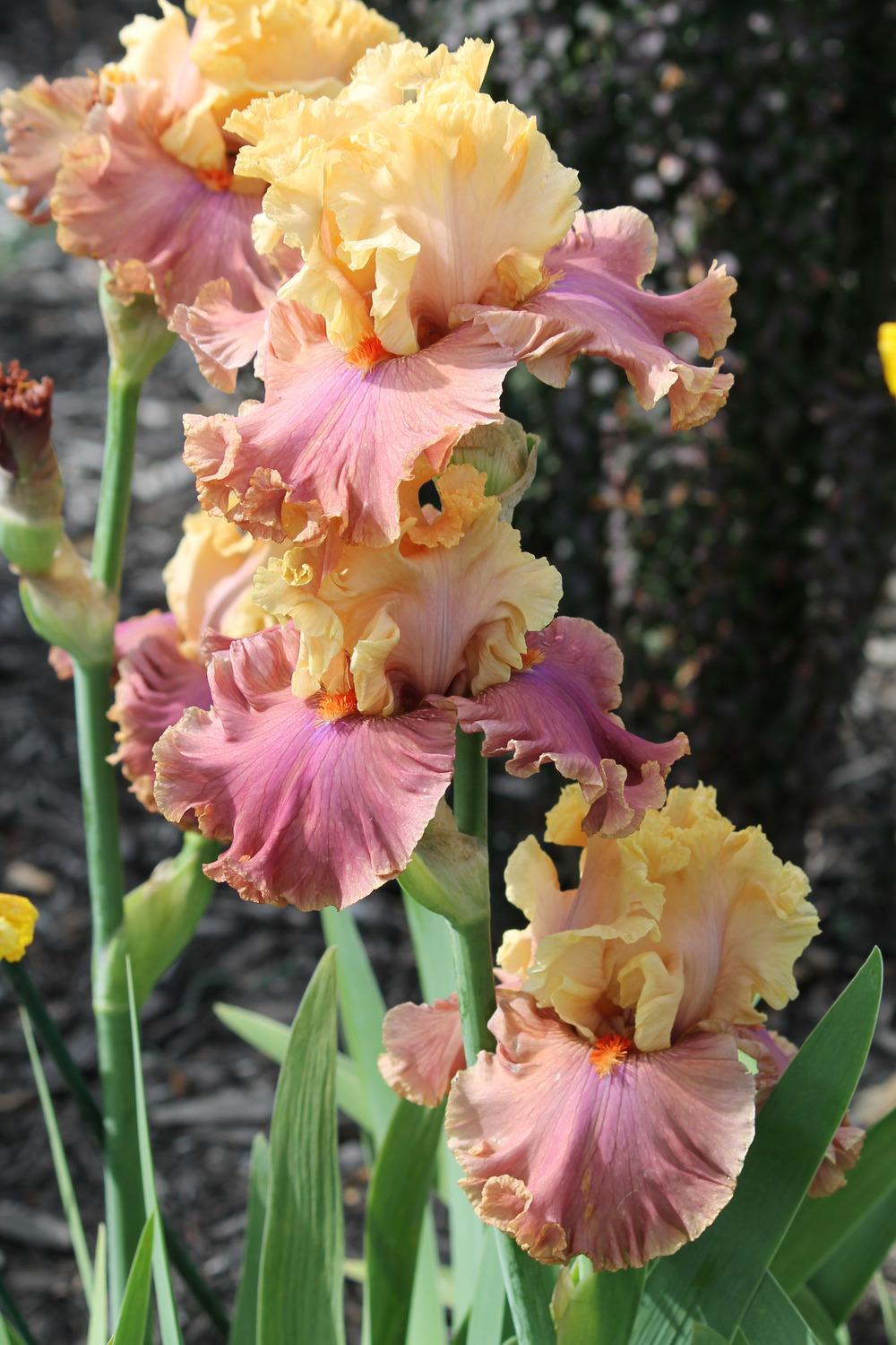 Photo of Tall Bearded Iris (Iris 'Glamazon') uploaded by ARUBA1334