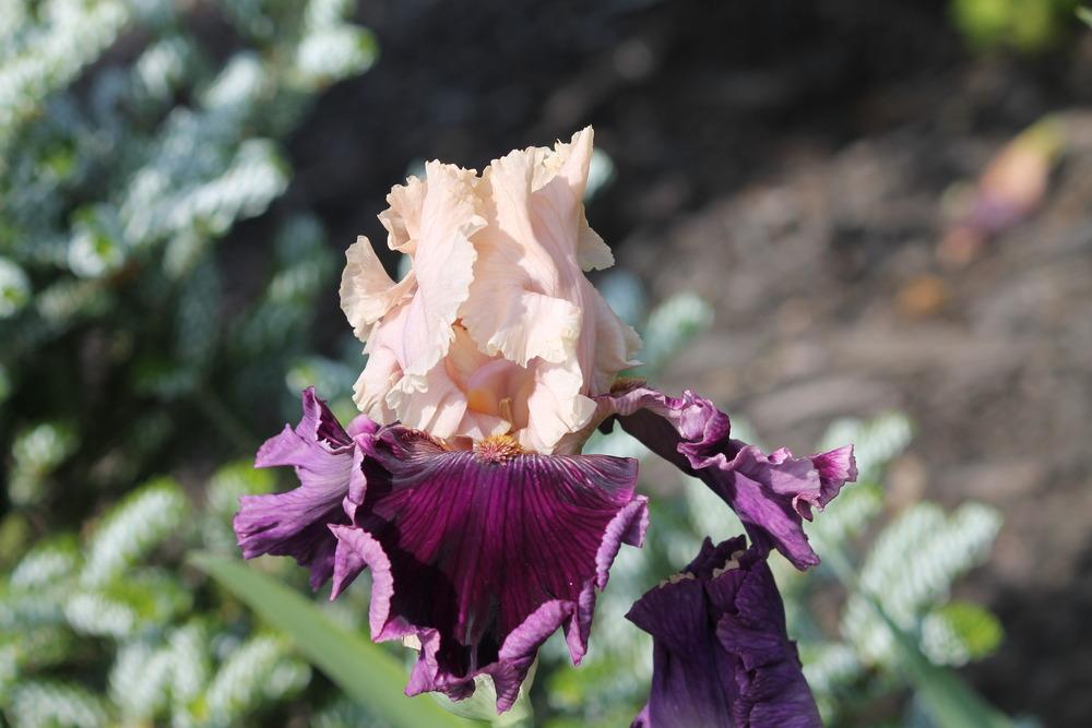 Photo of Tall Bearded Iris (Iris 'Jamaica Me Crazy') uploaded by ARUBA1334