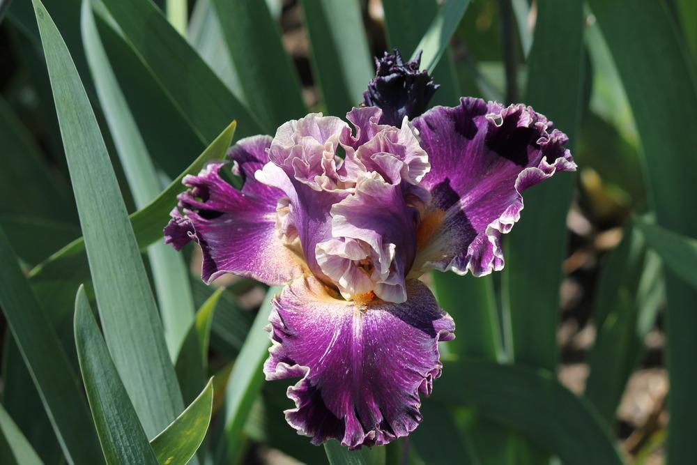 Photo of Tall Bearded Iris (Iris 'Secret Recipe') uploaded by ARUBA1334