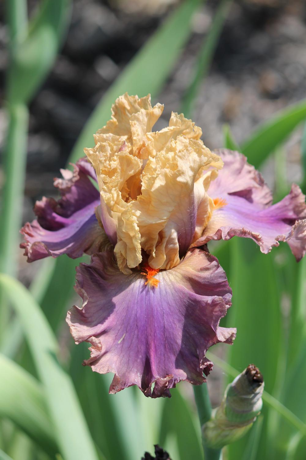 Photo of Tall Bearded Iris (Iris 'Air of Mystery') uploaded by ARUBA1334