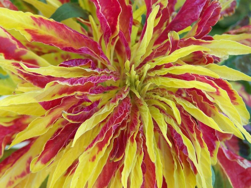 Photo of Summer Poinsettia (Amaranthus tricolor 'Perfecta') uploaded by BobWalshPlumeriaBook