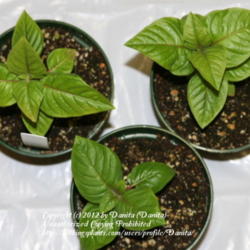 
Date: 2012
Seedlings that are around 6 weeks old.