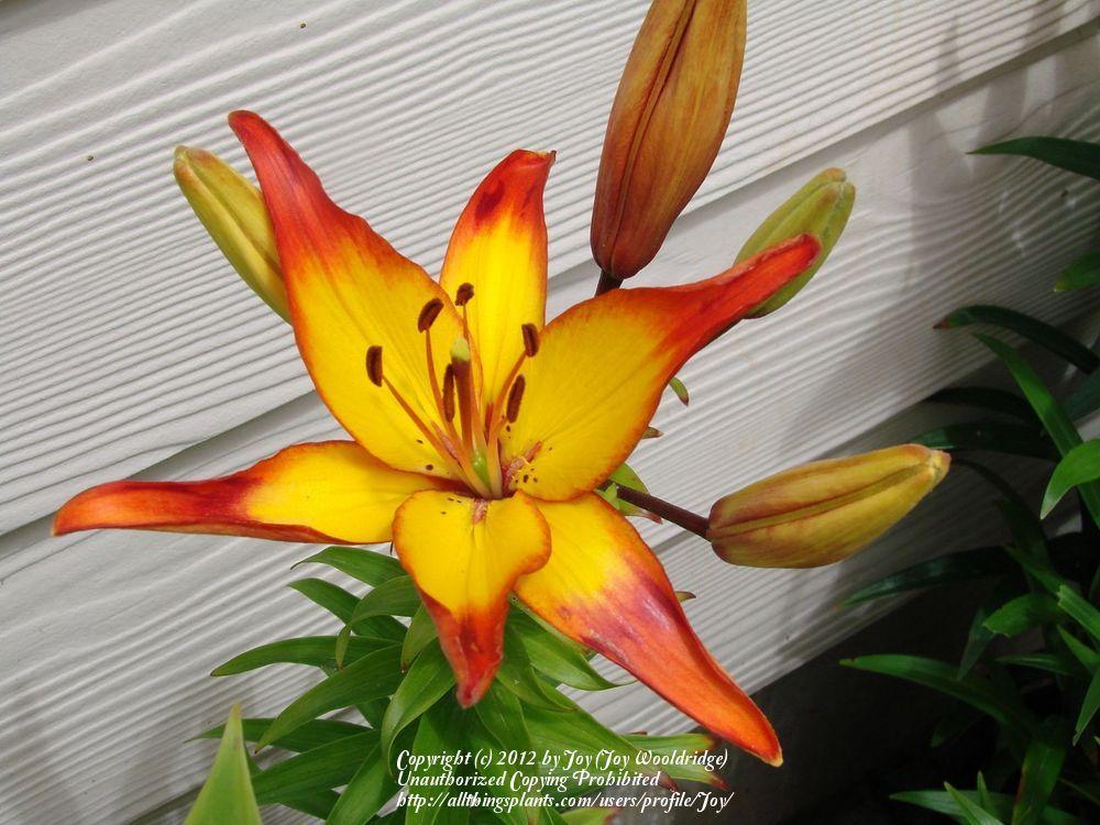 Photo of Lily (Lilium 'Cancun') uploaded by Joy