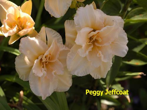 Photo of Daylily (Hemerocallis 'Peggy Jeffcoat') uploaded by Joy