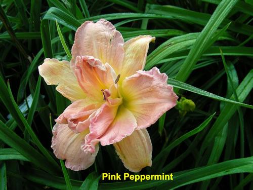 Photo of Daylily (Hemerocallis 'Pink Peppermint') uploaded by Joy