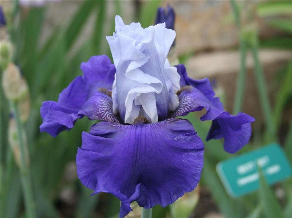 Photo of Tall Bearded Iris (Iris 'Best Bet') uploaded by KentPfeiffer