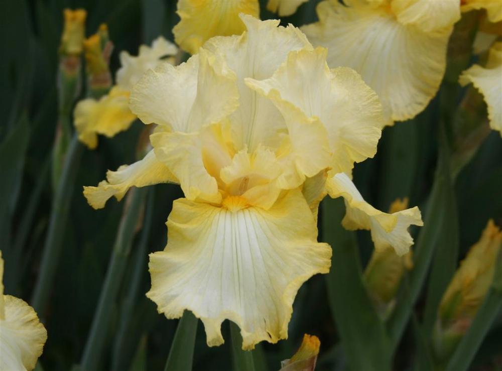 Photo of Tall Bearded Iris (Iris 'Days of Summer') uploaded by KentPfeiffer