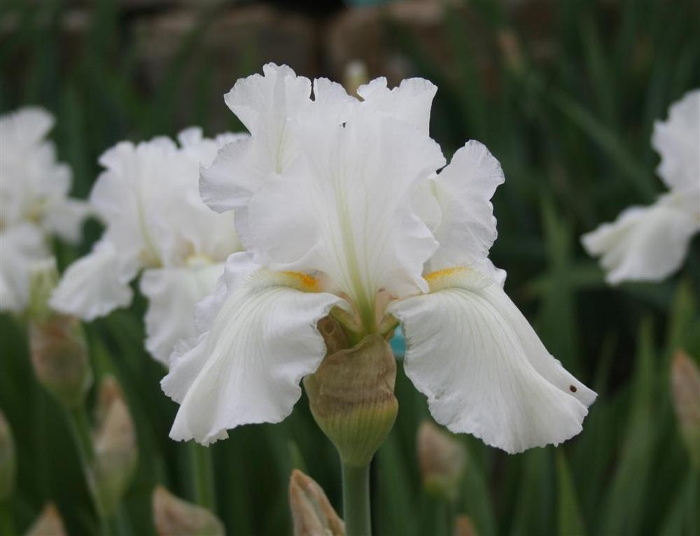 Photo of Tall Bearded Iris (Iris 'Winter Olympics') uploaded by KentPfeiffer
