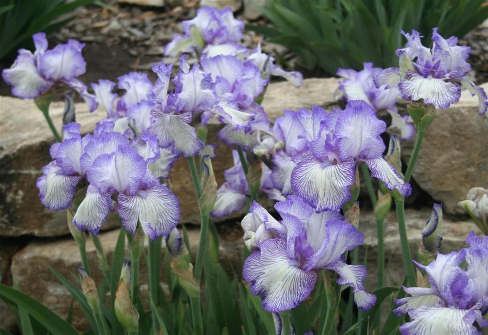 Photo of Tall Bearded Iris (Iris 'Autumn Circus') uploaded by KentPfeiffer