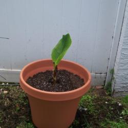 Location: South Florida
Young banana plant in container