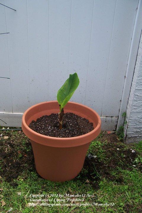 Photo of Banana (Musa acuminata) uploaded by MamaIve12