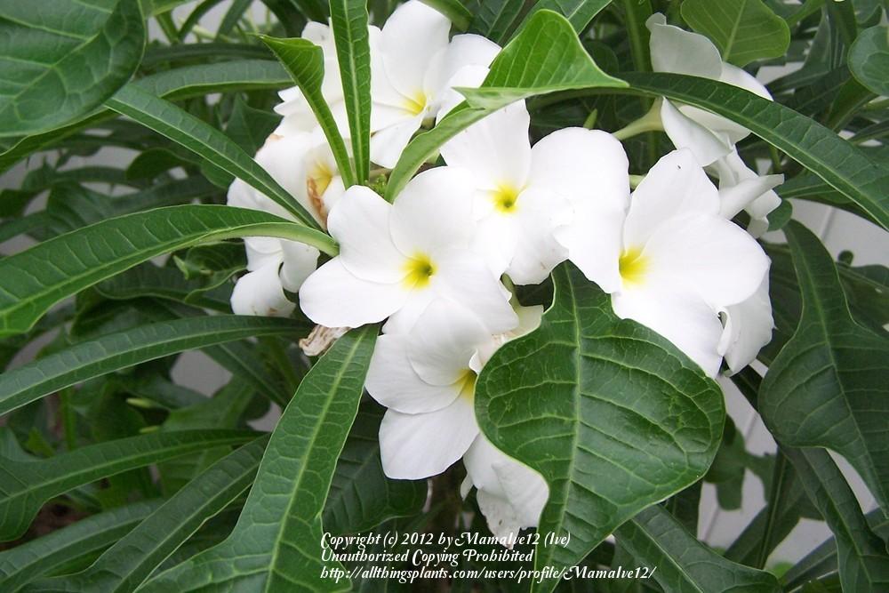 Photo of Bridal Bouquet (Plumeria pudica) uploaded by MamaIve12