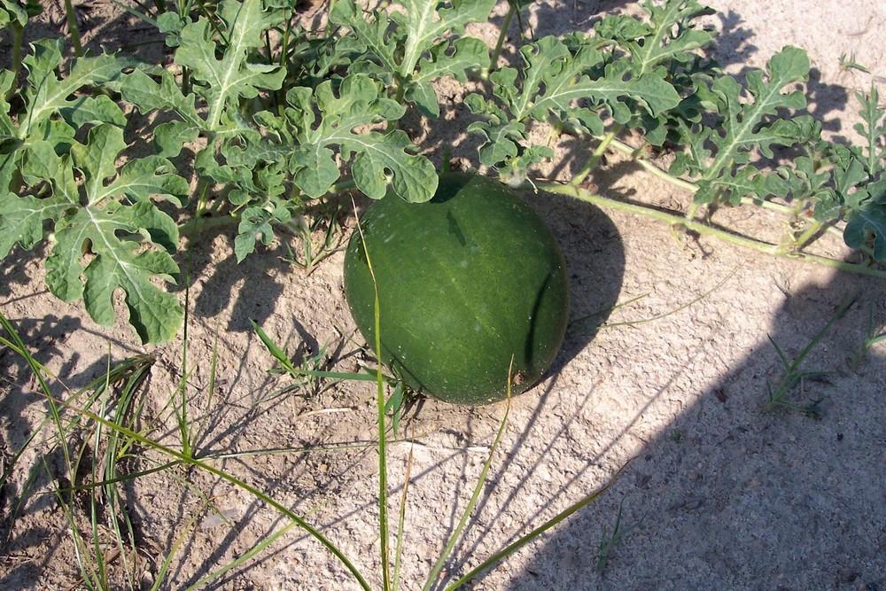 Photo of Watermelon (Citrullus lanatus 'Florida Giant') uploaded by farmerdill
