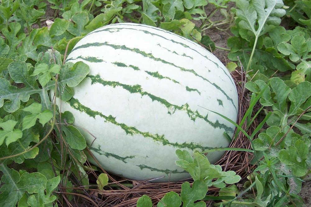 Photo of Watermelon (Citrullus lanatus 'Dixie Queen') uploaded by farmerdill