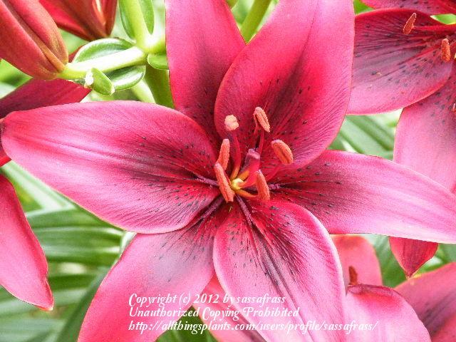 Photo of Lily (Lilium 'Black Out') uploaded by sassafrass