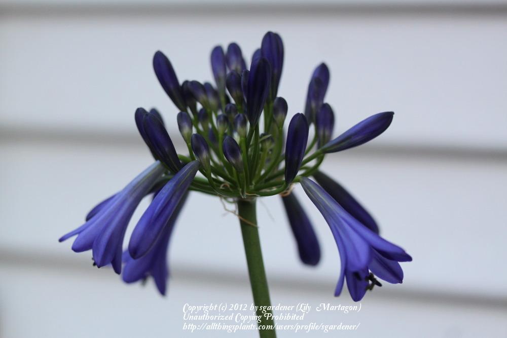 Photo of Lily of the Nile (Agapanthus) uploaded by sgardener